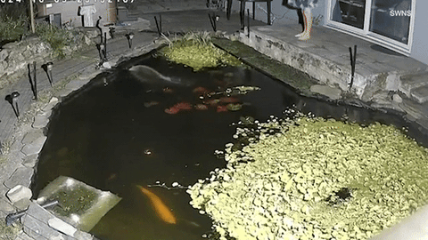 Rái cá xâm nhập: Đàn cá koi tiền tỷ bị tiêu diệt - Ảnh 1. Rái cá xâm nhập: Đàn cá koi tiền tỷ bị tiêu diệt - Ảnh 1.