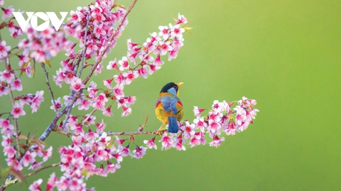 Ngắm nhìn những hình ảnh tuyệt đẹp của chim và thú qúy hiếm tại Việt Nam - Ảnh 3. Ngắm nhìn những hình ảnh tuyệt đẹp của chim và thú qúy hiếm tại Việt Nam - Ảnh 3.