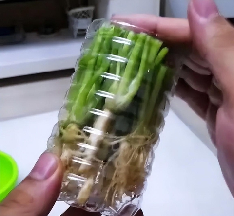 Đừng vứt rễ rau mùi, hãy cho vào chai nhựa và chúng sẽ mọc ra những chiếc lá mới sau 7 ngày- Ảnh 3. Đừng vứt rễ rau mùi, hãy cho vào chai nhựa và chúng sẽ mọc ra những chiếc lá mới sau 7 ngày- Ảnh 3.