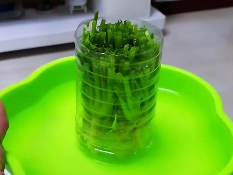 Đừng vứt rễ rau mùi, hãy cho vào chai nhựa và chúng sẽ mọc ra những chiếc lá mới sau 7 ngày- Ảnh 4. Đừng vứt rễ rau mùi, hãy cho vào chai nhựa và chúng sẽ mọc ra những chiếc lá mới sau 7 ngày- Ảnh 4.