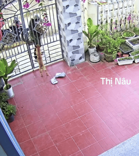 Shipper giao hàng nhưng chủ không có nhà, hành động của chú chó gây choáng: "Sao khôn dữ vậy" - Ảnh 2. Shipper giao hàng nhưng chủ không có nhà, hành động của chú chó gây choáng: "Sao khôn dữ vậy" - Ảnh 2.