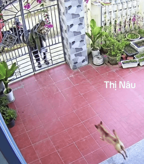 Shipper giao hàng nhưng chủ không có nhà, hành động của chú chó gây choáng: "Sao khôn dữ vậy" - Ảnh 1. Shipper giao hàng nhưng chủ không có nhà, hành động của chú chó gây choáng: "Sao khôn dữ vậy" - Ảnh 1.