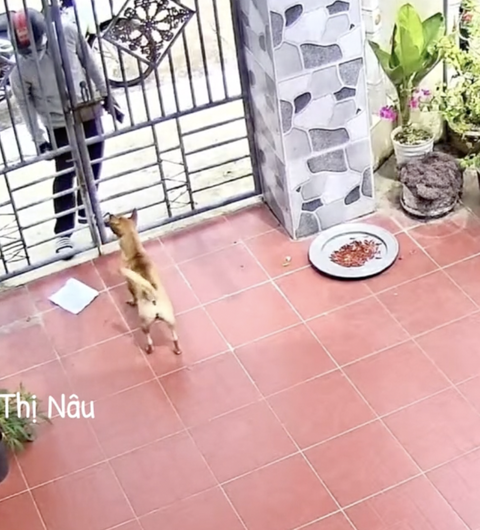 Shipper giao hàng nhưng chủ không có nhà, hành động của chú chó gây choáng: "Sao khôn dữ vậy" - Ảnh 5. Shipper giao hàng nhưng chủ không có nhà, hành động của chú chó gây choáng: "Sao khôn dữ vậy" - Ảnh 5.