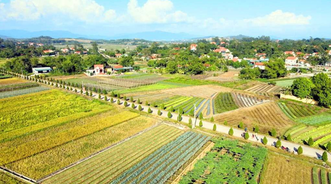 Loại hải sản xa xỉ bậc nhất tại Việt Nam rao bán tràn lan, giá rẻ chưa từng thấy: Sự thật là gì? - Ảnh 3.