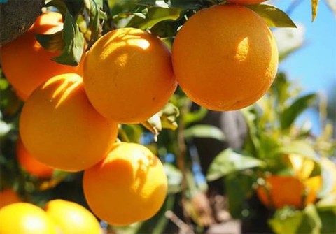 Mẹo nhận biết cam Vinh chuẩn và Cách chọn cam ngon - Ảnh 4. Mẹo nhận biết cam Vinh chuẩn và Cách chọn cam ngon - Ảnh 4.