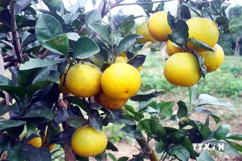Mẹo nhận biết cam Vinh chuẩn và Cách chọn cam ngon - Ảnh 2. Mẹo nhận biết cam Vinh chuẩn và Cách chọn cam ngon - Ảnh 2.