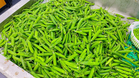 5 loại rau củ nên tránh mua vào mùa đông: Không ngon, thiếu dinh dưỡng, ngay cả người bán rau cũng "chê" - Ảnh 2. 5 loại rau củ nên tránh mua vào mùa đông: Không ngon, thiếu dinh dưỡng, ngay cả người bán rau cũng "chê" - Ảnh 2.