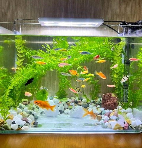 Người xưa dặn: Phòng khách có 3 thứ này, gia chủ phất lên giàu sang - con cháu đời đời hưởng phúc- Ảnh 1. Người xưa dặn: Phòng khách có 3 thứ này, gia chủ phất lên giàu sang - con cháu đời đời hưởng phúc- Ảnh 1.