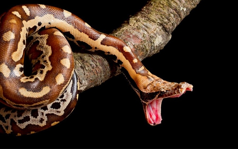 Loài rắn hổ mang chúa mới được tìm thấy ở Đông Nam Á đã vào ngay Sách Đỏ: Phá vỡ "định kiến" 200 năm - Ảnh 3.