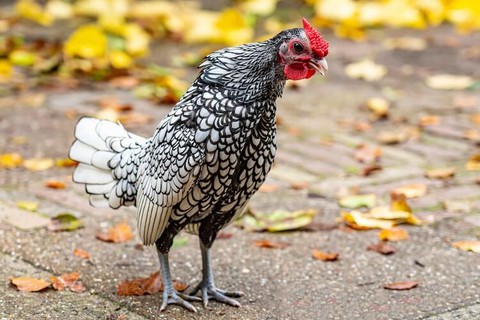 Kích cỡ thua gà ri Việt Nam, vì sao giống gà bé nhỏ này có giá đắt gấp 10 lần?- Ảnh 1. Kích cỡ thua gà ri Việt Nam, vì sao giống gà bé nhỏ này có giá đắt gấp 10 lần?- Ảnh 1.