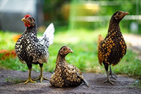 Kích cỡ thua gà ri Việt Nam, vì sao giống gà bé nhỏ này có giá đắt gấp 10 lần?- Ảnh 3. Kích cỡ thua gà ri Việt Nam, vì sao giống gà bé nhỏ này có giá đắt gấp 10 lần?- Ảnh 3.