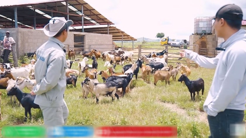 Quang Linh Vlog đau xót vì trang trại mất 70 con dê, hàng chục tỷ đầu tư có nguy cơ đổ sông đổ bể- Ảnh 1. Quang Linh Vlog đau xót vì trang trại mất 70 con dê, hàng chục tỷ đầu tư có nguy cơ đổ sông đổ bể- Ảnh 1.