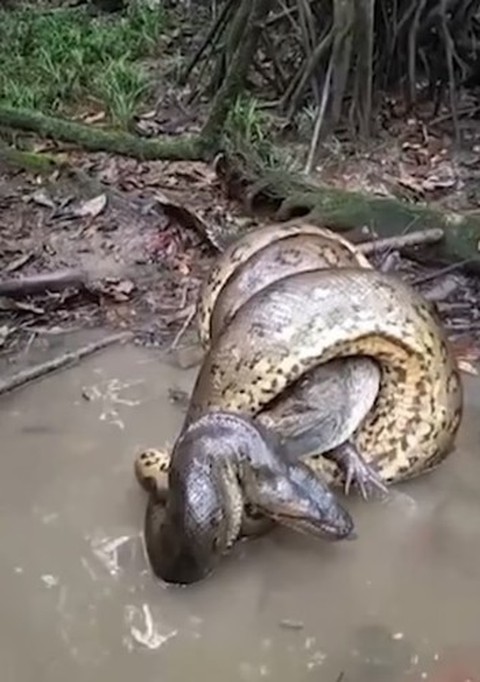 Video "cái ôm thần chết" của trăn Anaconda với cá sấu caiman