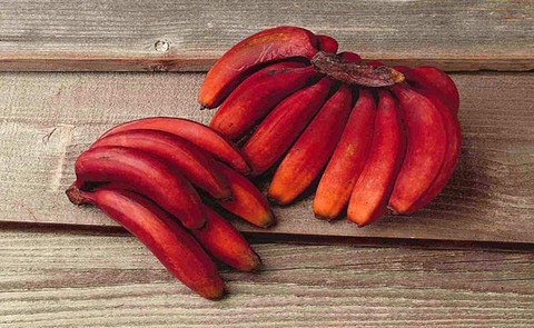 1 loại quả ngọt mát là 1 loại quả ngọt mát là