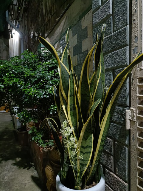 Hội chị em thi nhau khoe cây lưỡi hổ ra hoa đẹp rực rỡ, ý nghĩa của việc này trong phong thủy là gì?- Ảnh 9. Hội chị em thi nhau khoe cây lưỡi hổ ra hoa đẹp rực rỡ, ý nghĩa của việc này trong phong thủy là gì?- Ảnh 9.