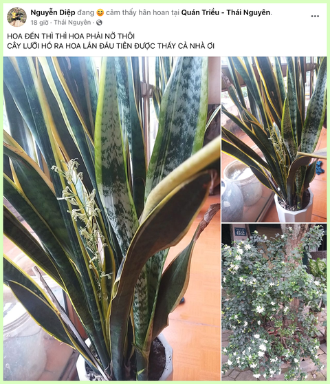 Hội chị em thi nhau khoe cây lưỡi hổ ra hoa đẹp rực rỡ, ý nghĩa của việc này trong phong thủy là gì?- Ảnh 4. Hội chị em thi nhau khoe cây lưỡi hổ ra hoa đẹp rực rỡ, ý nghĩa của việc này trong phong thủy là gì?- Ảnh 4.