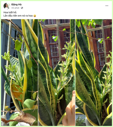 Hội chị em thi nhau khoe cây lưỡi hổ ra hoa đẹp rực rỡ, ý nghĩa của việc này trong phong thủy là gì?- Ảnh 3. Hội chị em thi nhau khoe cây lưỡi hổ ra hoa đẹp rực rỡ, ý nghĩa của việc này trong phong thủy là gì?- Ảnh 3.