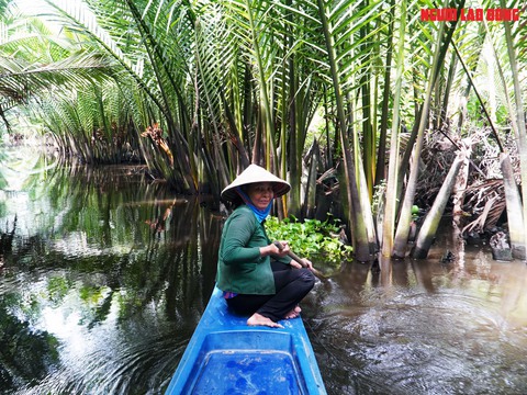 Loại trái từng bỏ đi, giờ đem về tiền triệu cho người miền Tây- Ảnh 1. Loại trái từng bỏ đi, giờ đem về tiền triệu cho người miền Tây- Ảnh 1.