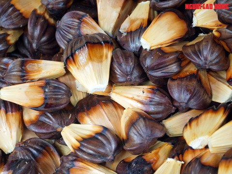 Loại trái từng bỏ đi, giờ đem về tiền triệu cho người miền Tây- Ảnh 13. Loại trái từng bỏ đi, giờ đem về tiền triệu cho người miền Tây- Ảnh 13.