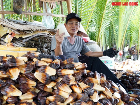 Loại trái từng bỏ đi, giờ đem về tiền triệu cho người miền Tây- Ảnh 21. Loại trái từng bỏ đi, giờ đem về tiền triệu cho người miền Tây- Ảnh 21.