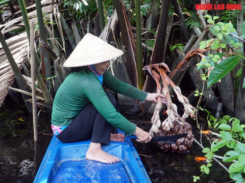 Loại trái từng bỏ đi, giờ đem về tiền triệu cho người miền Tây- Ảnh 3. Loại trái từng bỏ đi, giờ đem về tiền triệu cho người miền Tây- Ảnh 3.