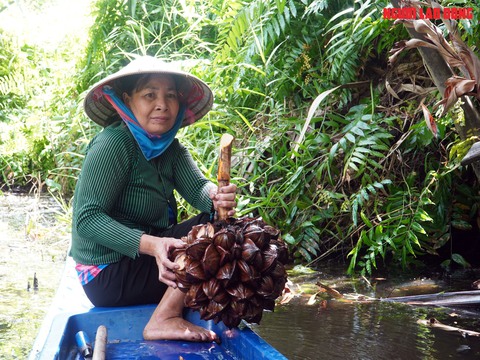 Loại trái từng bỏ đi, giờ đem về tiền triệu cho người miền Tây- Ảnh 6. Loại trái từng bỏ đi, giờ đem về tiền triệu cho người miền Tây- Ảnh 6.