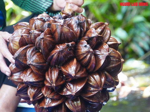 Loại trái từng bỏ đi, giờ đem về tiền triệu cho người miền Tây- Ảnh 7. Loại trái từng bỏ đi, giờ đem về tiền triệu cho người miền Tây- Ảnh 7.