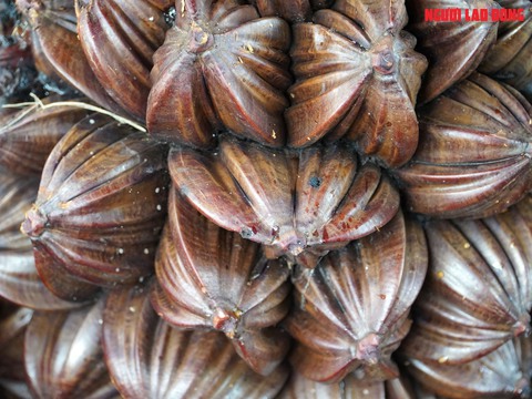 Loại trái từng bỏ đi, giờ đem về tiền triệu cho người miền Tây- Ảnh 9. Loại trái từng bỏ đi, giờ đem về tiền triệu cho người miền Tây- Ảnh 9.