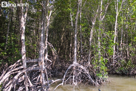 Khám phá bí mật bên trong "kho báu xanh" hiếm có đầu tiên ở Việt Nam được thế giới công nhận- Ảnh 11. Khám phá bí mật bên trong "kho báu xanh" hiếm có đầu tiên ở Việt Nam được thế giới công nhận- Ảnh 11.