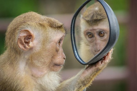 Động vật có thể nhận ra mình trong gương- Ảnh 1. Động vật có thể nhận ra mình trong gương- Ảnh 1.