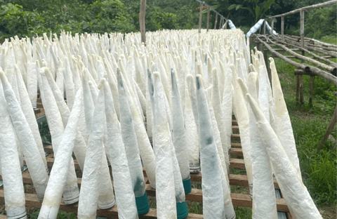 Phụ phẩm tưởng bỏ đi của con cá được Trung Quốc bao mua: Mang về 50 triệu USD kể từ đầu năm, là thuốc quý bổ máu, tốt cho thận- Ảnh 1. Phụ phẩm tưởng bỏ đi của con cá được Trung Quốc bao mua: Mang về 50 triệu USD kể từ đầu năm, là thuốc quý bổ máu, tốt cho thận- Ảnh 1.