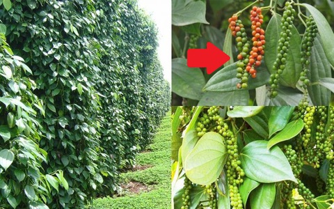 Phụ phẩm tưởng bỏ đi của con cá được Trung Quốc bao mua: Mang về 50 triệu USD kể từ đầu năm, là thuốc quý bổ máu, tốt cho thận - Ảnh 3.