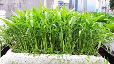 Những lọai rau phù hợp trồng trong thùng xốp giúp tiết kiệm không gian - Ảnh 1. Những lọai rau phù hợp trồng trong thùng xốp giúp tiết kiệm không gian - Ảnh 1.