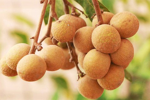 Ý nghĩa những lọai quả trên mâm cỗ Trung thu đầy đủ - Ảnh 9. Ý nghĩa những lọai quả trên mâm cỗ Trung thu đầy đủ - Ảnh 9.