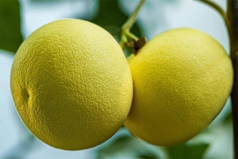 Ý nghĩa những lọai quả trên mâm cỗ Trung thu đầy đủ - Ảnh 2. Ý nghĩa những lọai quả trên mâm cỗ Trung thu đầy đủ - Ảnh 2.