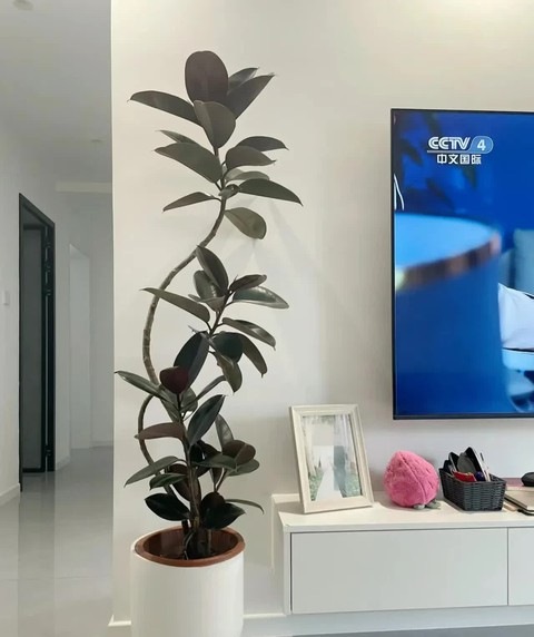Có 1 trong 5 loại cây này trong phòng khách sẽ khiến gia đình bạn trở nên thuận lợi, may mắn- Ảnh 1. Có 1 trong 5 loại cây này trong phòng khách sẽ khiến gia đình bạn trở nên thuận lợi, may mắn- Ảnh 1.