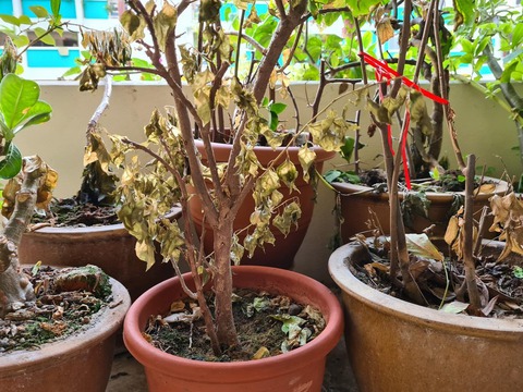 Tôi dặn mình: Trước đêm giao thừa, nhất định phải vứt 9 thứ này ra khỏi cửa- Ảnh 2. Tôi dặn mình: Trước đêm giao thừa, nhất định phải vứt 9 thứ này ra khỏi cửa- Ảnh 2.