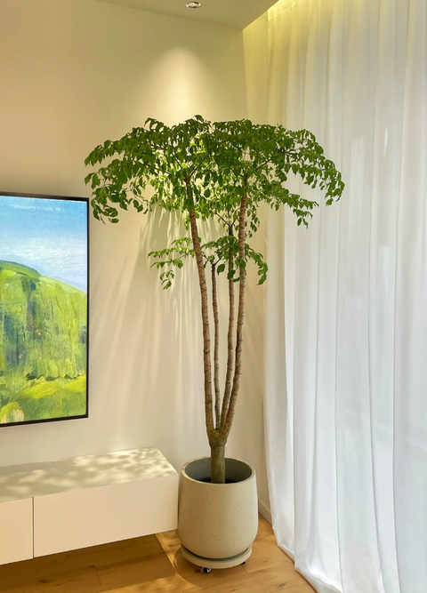 Phòng khách nhà giàu chuộng nhất 3 cây cảnh: Trấn giữ của cải, tốt cho sức khỏe lại giúp chủ nhân hút may mắn- Ảnh 4. Phòng khách nhà giàu chuộng nhất 3 cây cảnh: Trấn giữ của cải, tốt cho sức khỏe lại giúp chủ nhân hút may mắn- Ảnh 4.