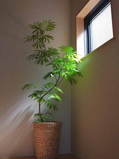 Phòng khách nhà giàu chuộng nhất 3 cây cảnh: Trấn giữ của cải, tốt cho sức khỏe lại giúp chủ nhân hút may mắn- Ảnh 8. Phòng khách nhà giàu chuộng nhất 3 cây cảnh: Trấn giữ của cải, tốt cho sức khỏe lại giúp chủ nhân hút may mắn- Ảnh 8.
