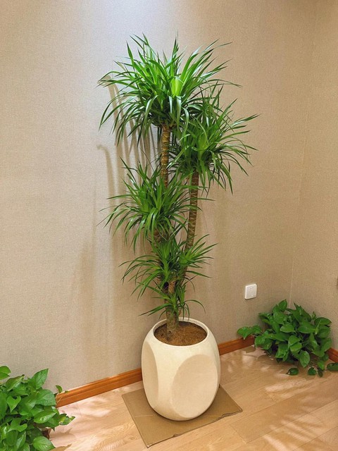 Phòng khách nhà giàu chuộng nhất 3 cây cảnh: Trấn giữ của cải, tốt cho sức khỏe lại giúp chủ nhân hút may mắn- Ảnh 10. Phòng khách nhà giàu chuộng nhất 3 cây cảnh: Trấn giữ của cải, tốt cho sức khỏe lại giúp chủ nhân hút may mắn- Ảnh 10.