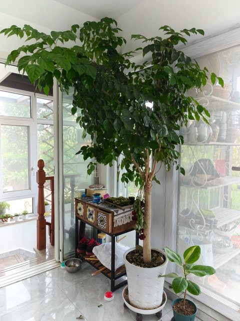 Phòng khách nhà giàu chuộng nhất 3 cây cảnh: Trấn giữ của cải, tốt cho sức khỏe lại giúp chủ nhân hút may mắn- Ảnh 3. Phòng khách nhà giàu chuộng nhất 3 cây cảnh: Trấn giữ của cải, tốt cho sức khỏe lại giúp chủ nhân hút may mắn- Ảnh 3.