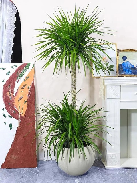 Phòng khách nhà giàu chuộng nhất 3 cây cảnh: Trấn giữ của cải, tốt cho sức khỏe lại giúp chủ nhân hút may mắn- Ảnh 13. Phòng khách nhà giàu chuộng nhất 3 cây cảnh: Trấn giữ của cải, tốt cho sức khỏe lại giúp chủ nhân hút may mắn- Ảnh 13.
