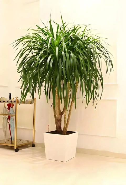 Phòng khách nhà giàu chuộng nhất 3 cây cảnh: Trấn giữ của cải, tốt cho sức khỏe lại giúp chủ nhân hút may mắn- Ảnh 12. Phòng khách nhà giàu chuộng nhất 3 cây cảnh: Trấn giữ của cải, tốt cho sức khỏe lại giúp chủ nhân hút may mắn- Ảnh 12.