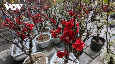 Những lòai cây cảnh Tết mang tài lộc và thịnh vượng đến gia đình trong năm mới - Ảnh 4. Những lòai cây cảnh Tết mang tài lộc và thịnh vượng đến gia đình trong năm mới - Ảnh 4.