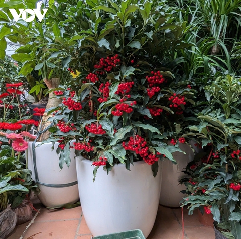 Những lòai cây cảnh Tết mang tài lộc và thịnh vượng đến gia đình trong năm mới - Ảnh 12. Những lòai cây cảnh Tết mang tài lộc và thịnh vượng đến gia đình trong năm mới - Ảnh 12.