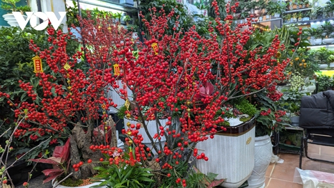 Những lòai cây cảnh Tết mang tài lộc và thịnh vượng đến gia đình trong năm mới - Ảnh 13. Những lòai cây cảnh Tết mang tài lộc và thịnh vượng đến gia đình trong năm mới - Ảnh 13.