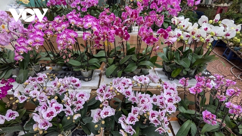 Những lòai cây cảnh Tết mang tài lộc và thịnh vượng đến gia đình trong năm mới - Ảnh 8. Những lòai cây cảnh Tết mang tài lộc và thịnh vượng đến gia đình trong năm mới - Ảnh 8.