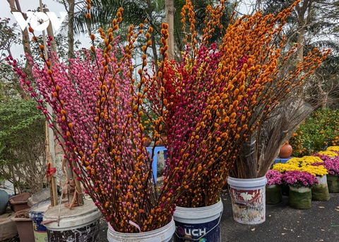 Những lòai cây cảnh Tết mang tài lộc và thịnh vượng đến gia đình trong năm mới - Ảnh 11. Những lòai cây cảnh Tết mang tài lộc và thịnh vượng đến gia đình trong năm mới - Ảnh 11.