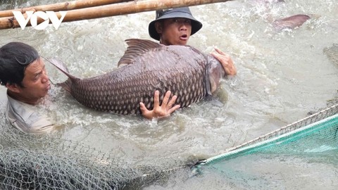 Nền ảnh