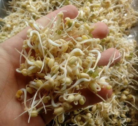 Người Việt hay ăn loại rau trắng nõn này nhưng không hay chứa cả Người Việt hay ăn loại rau trắng nõn này nhưng không hay chứa cả